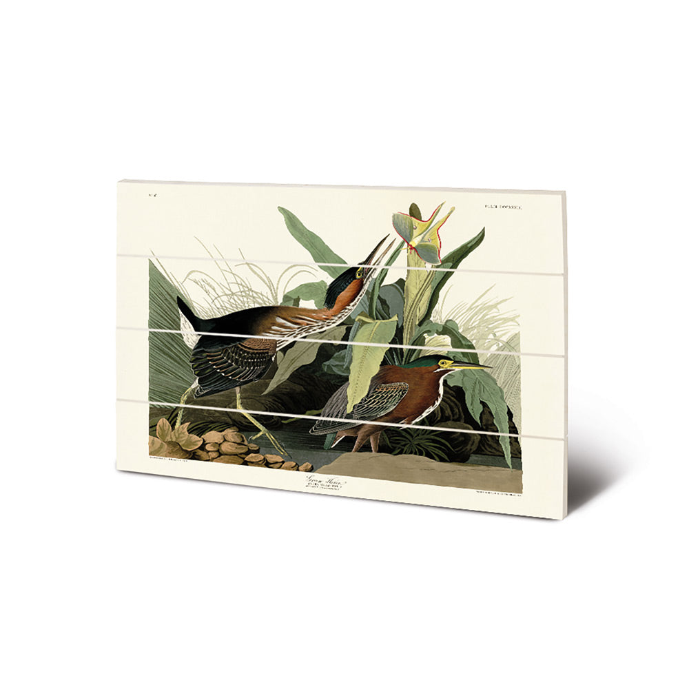 Product photograph of The Art Group John James Audubon Green Heron Wood Print Small from Olivia's.