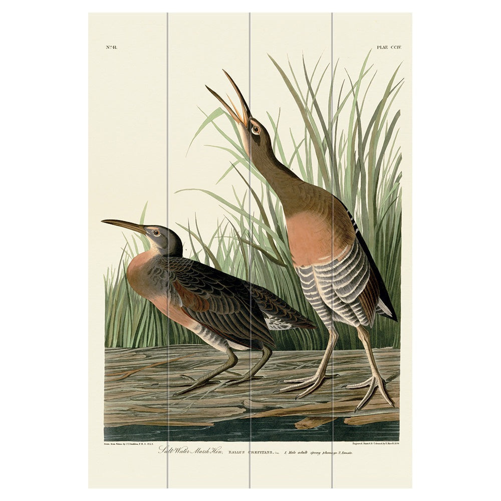 Product photograph of The Art Group John James Audubon Salt Water Marsh Hen Wood Print Micro from Olivia's.