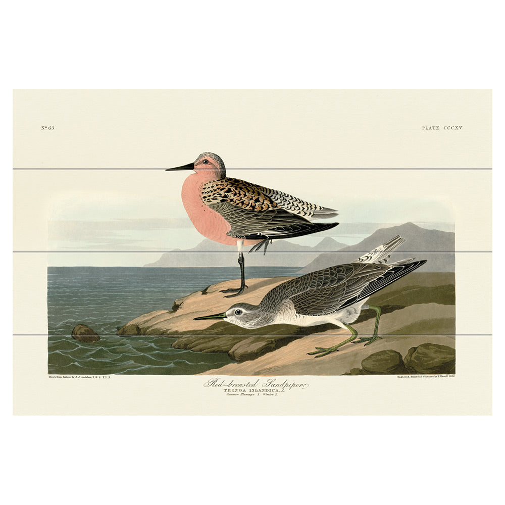 Product photograph of The Art Group John James Audubon Red-breasted Sandpiper Wood Print Micro from Olivia's.