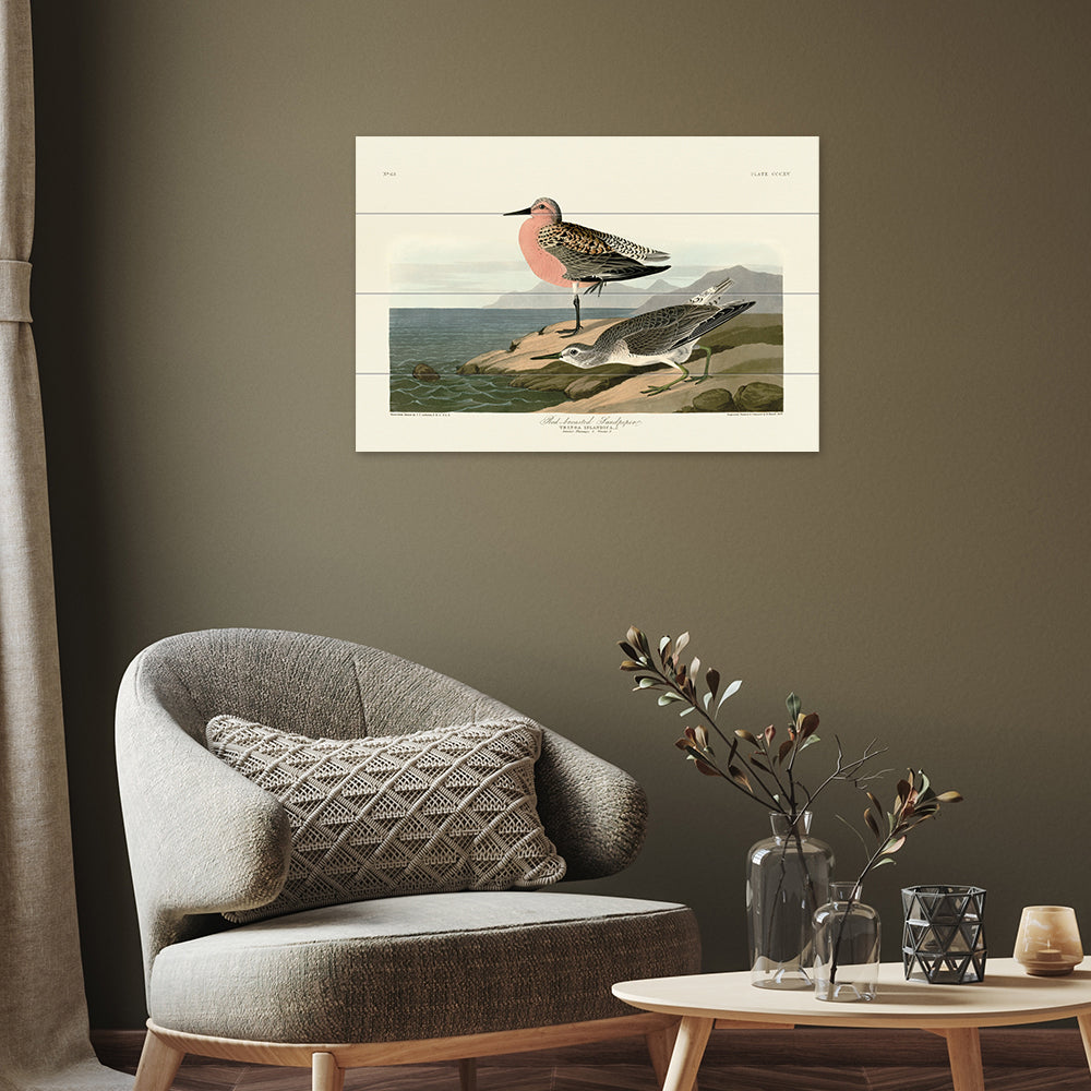 Product photograph of The Art Group John James Audubon Red-breasted Sandpiper Wood Print Small from Olivia's.