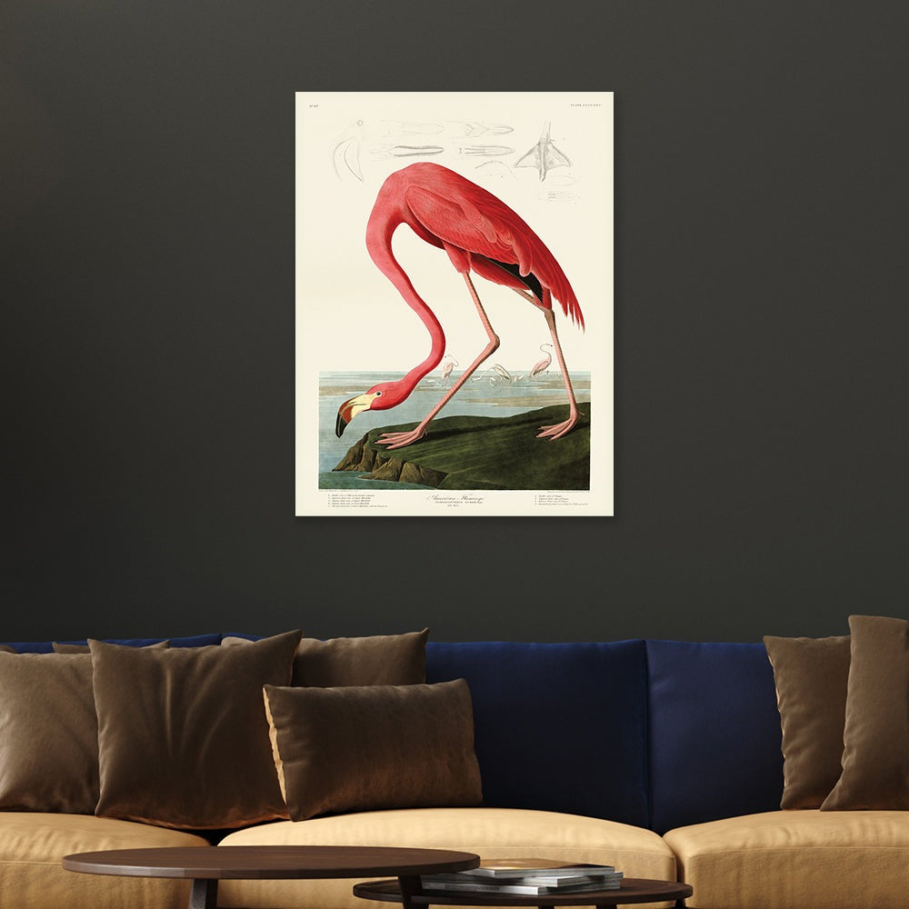 Product photograph of The Art Group John James Audubon American Flamingo Canvas Print Large from Olivia's.