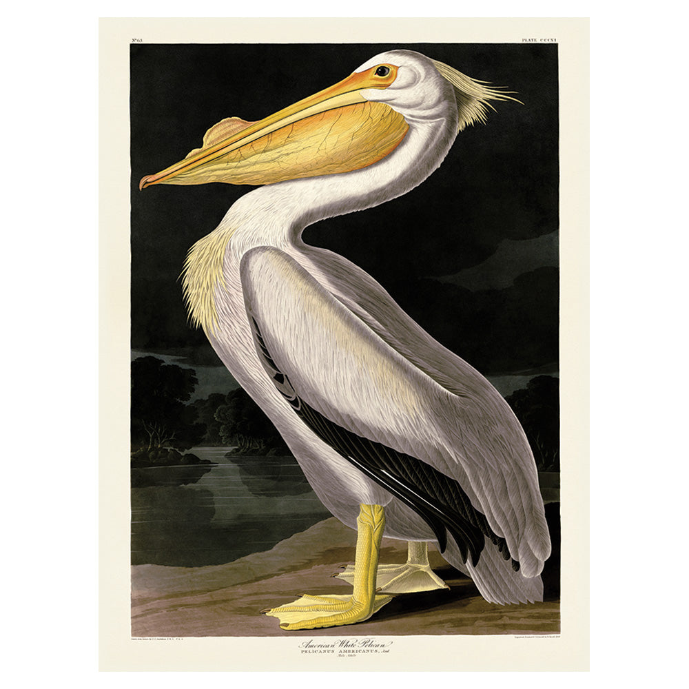 Product photograph of The Art Group John James Audubon American White Pelican Canvas Print Large from Olivia's.