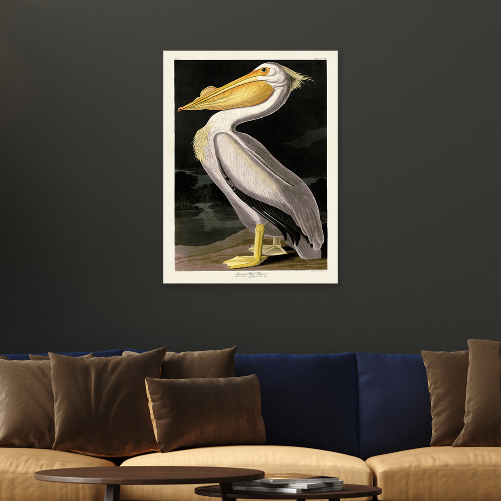 Product photograph of The Art Group John James Audubon American White Pelican Canvas Print Large from Olivia's.