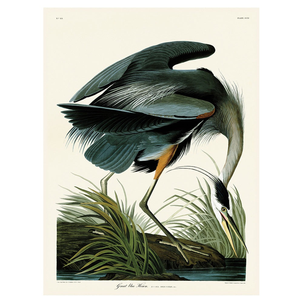 Product photograph of The Art Group John James Audubon Great Blue Heron Canvas Print Large from Olivia's.