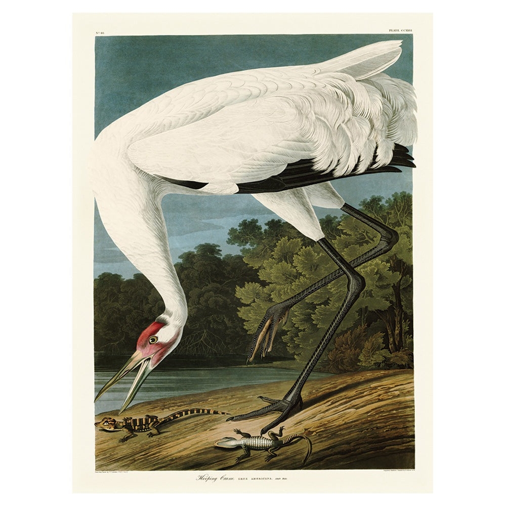 Product photograph of The Art Group John James Audubon Hooping Crane Canvas Print Large from Olivia's.