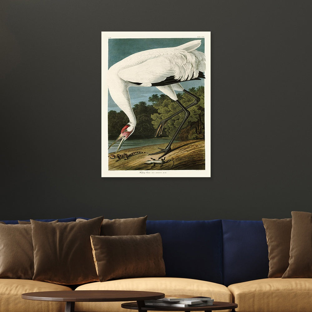 Product photograph of The Art Group John James Audubon Hooping Crane Canvas Print Large from Olivia's.