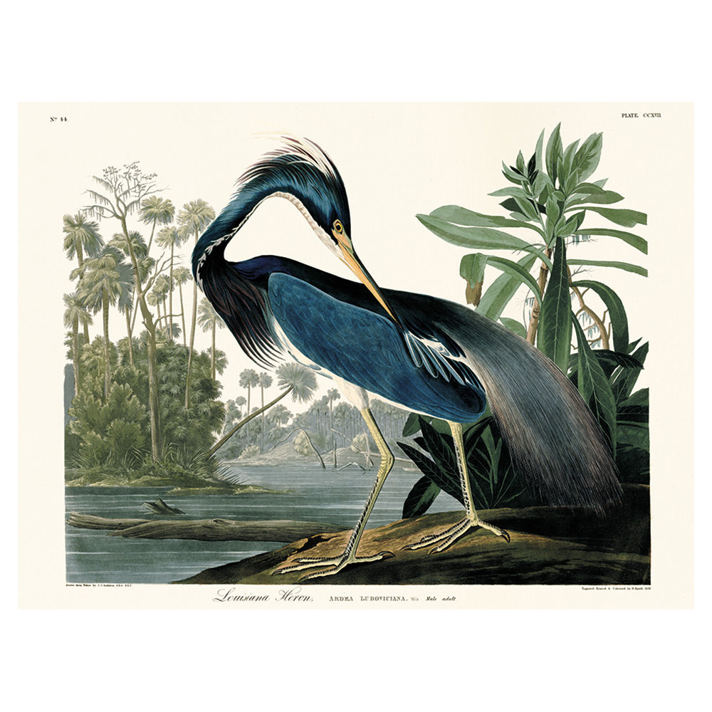 Product photograph of The Art Group John James Audubon Louisiana Heron Canvas Print 30x40cm from Olivia's.