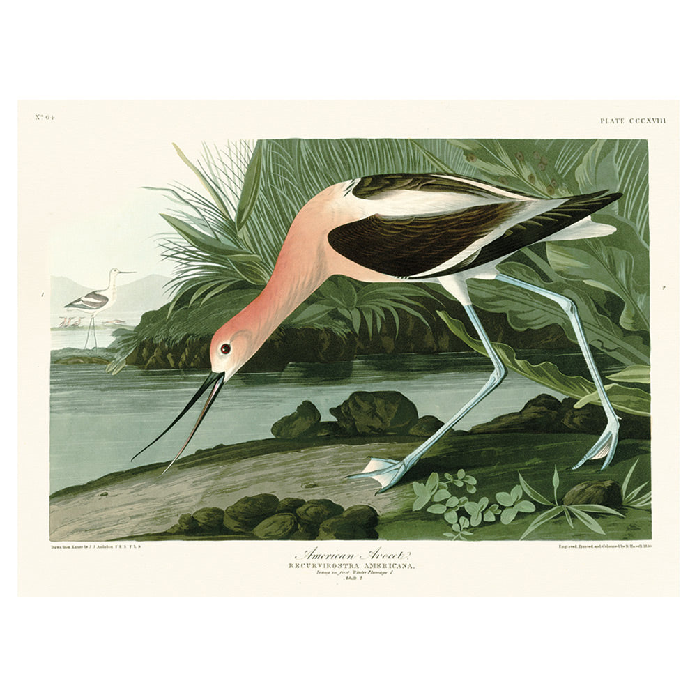 Product photograph of The Art Group John James Audubon American Avocet Canvas Print - 60x80cm from Olivia's