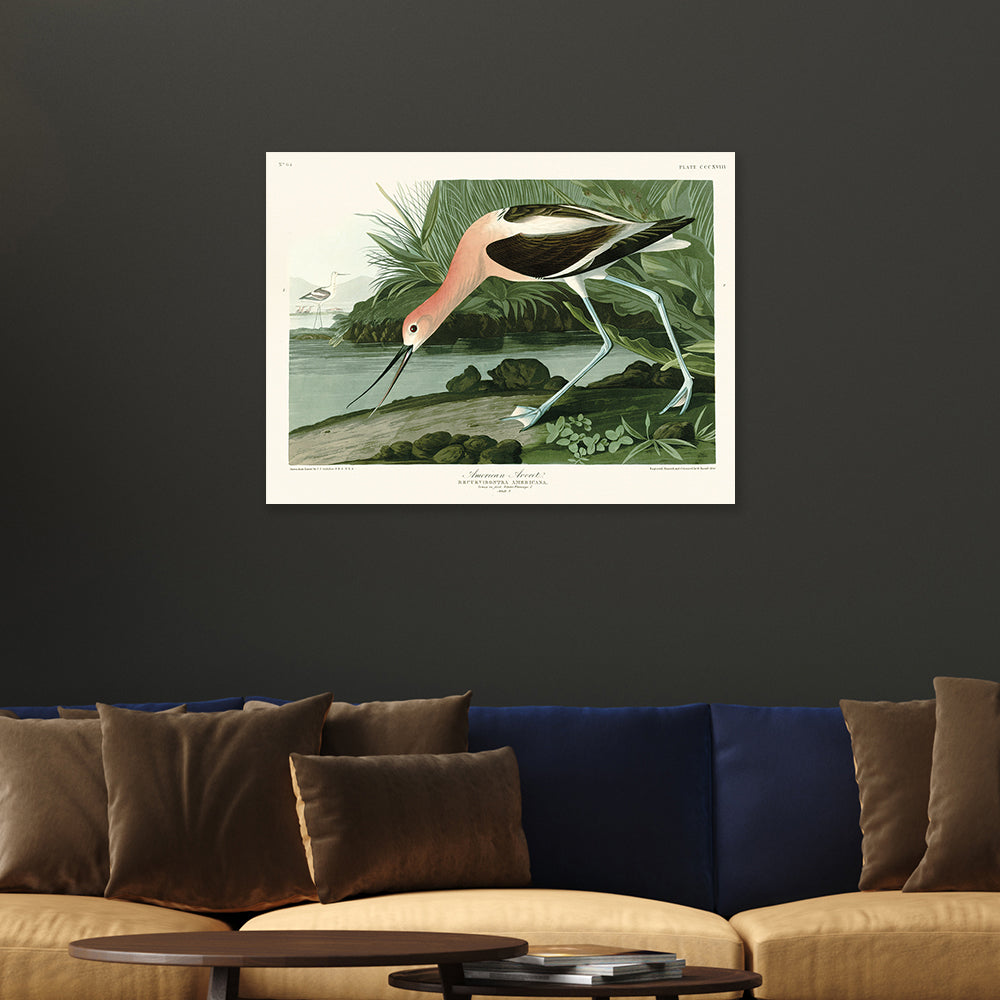 Product photograph of The Art Group John James Audubon American Avocet Canvas Print - 60x80cm from Olivia's.