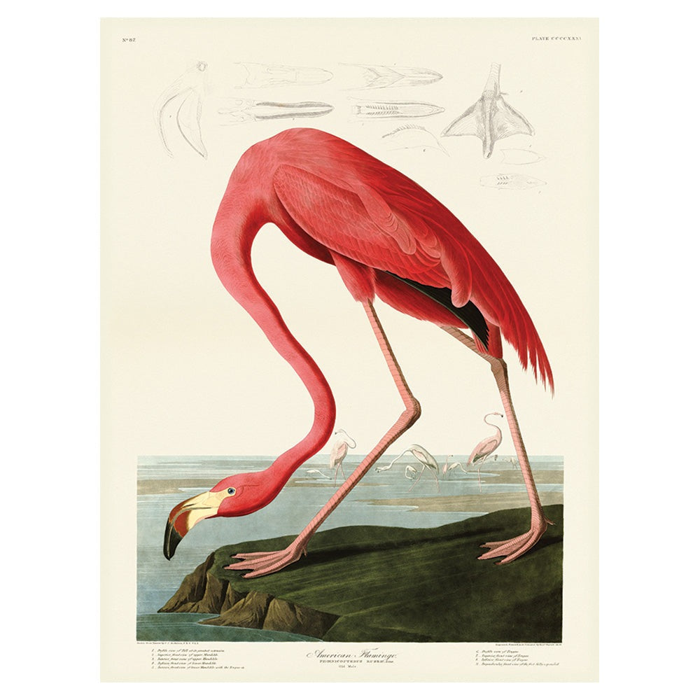 Product photograph of The Art Group John James Audubon American Flamingo Canvas Print Large from Olivia's