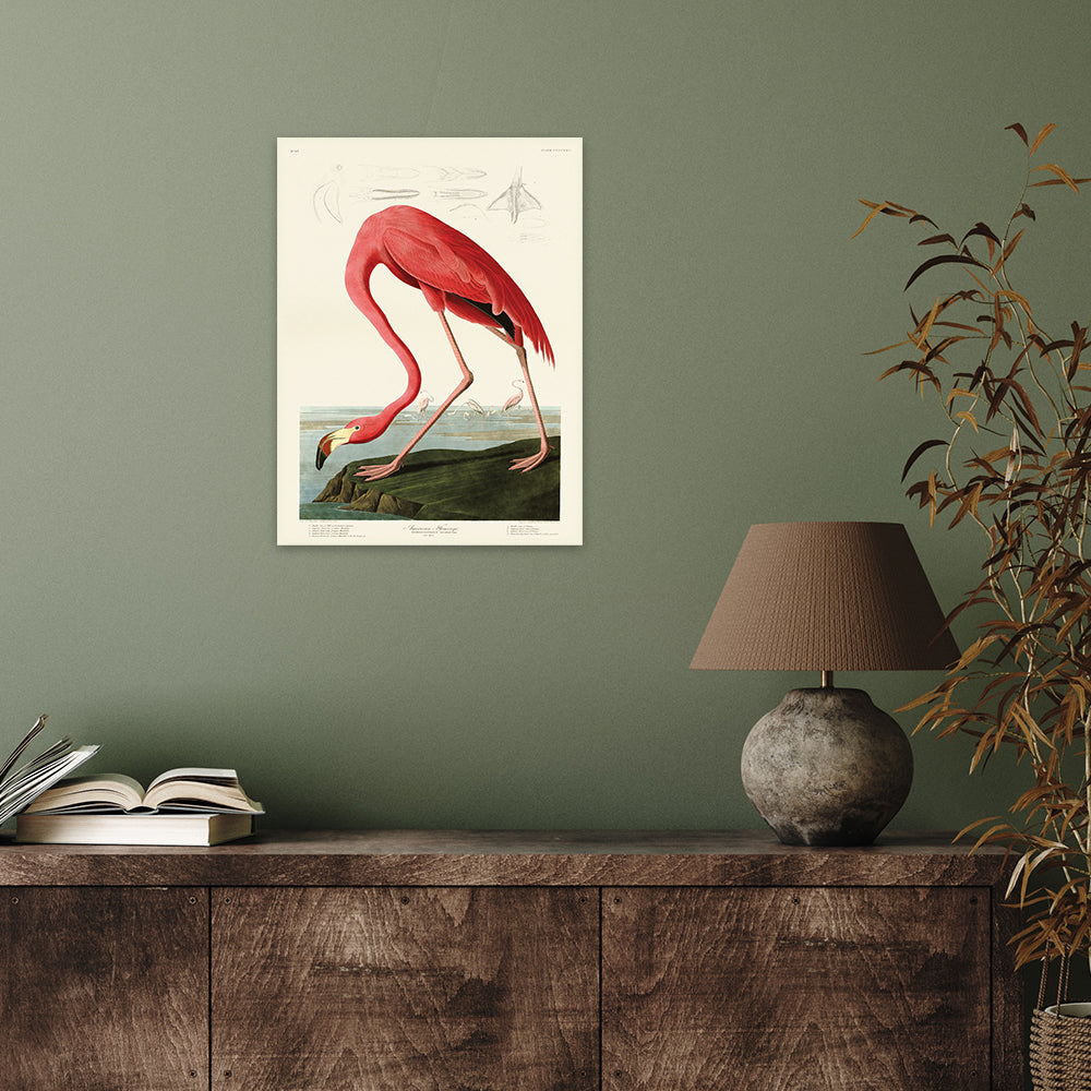 Product photograph of The Art Group John James Audubon American Flamingo Canvas Print Large from Olivia's.