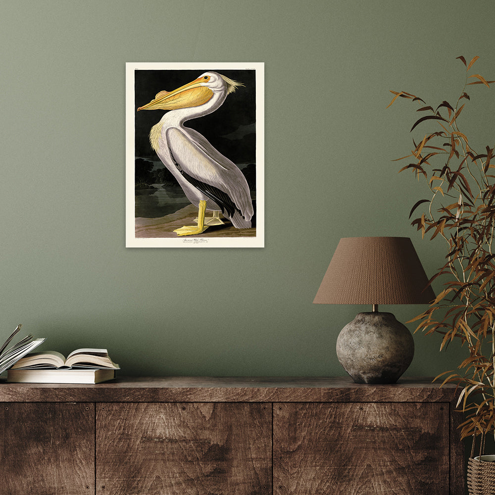 Product photograph of The Art Group John James Audubon American White Pelican Canvas Print Small from Olivia's.