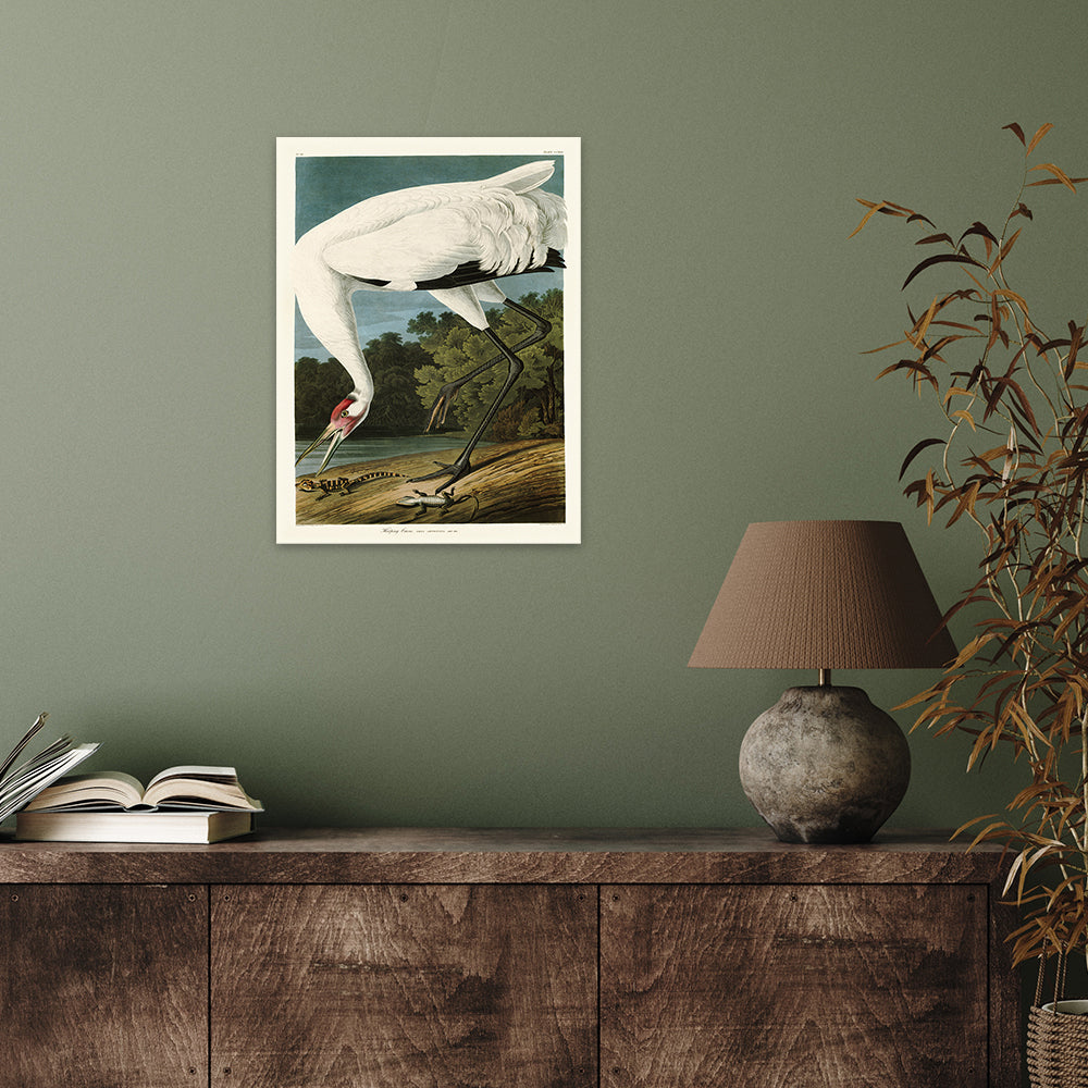 Product photograph of The Art Group John James Audubon Hooping Crane Canvas Print Small from Olivia's.