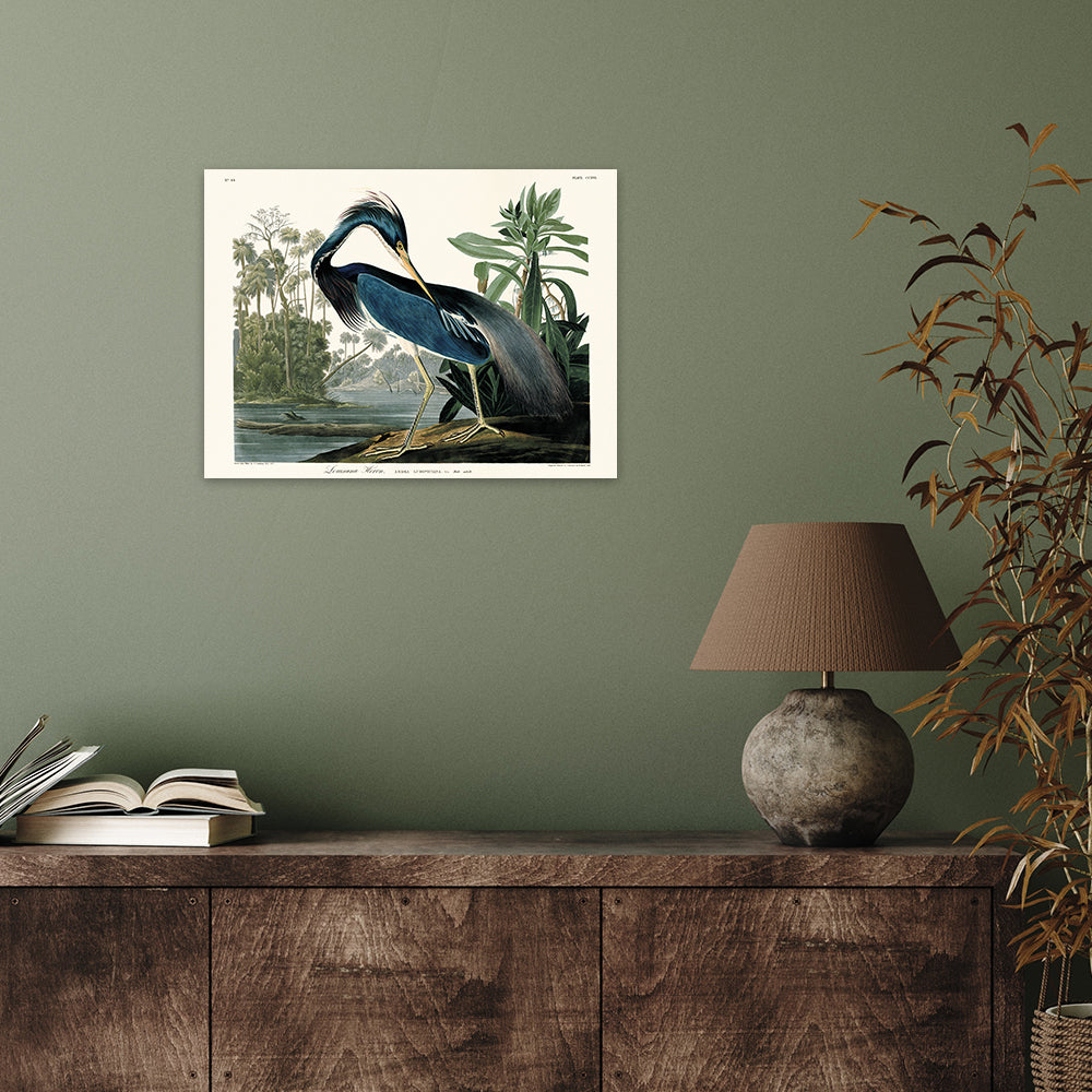 Product photograph of The Art Group John James Audubon Louisiana Heron Canvas Print 30x40cm from Olivia's.