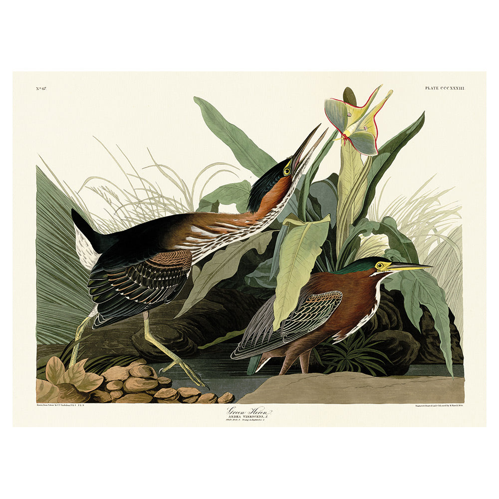 Product photograph of The Art Group John James Audubon Green Heron Canvas Print Medium from Olivia's.
