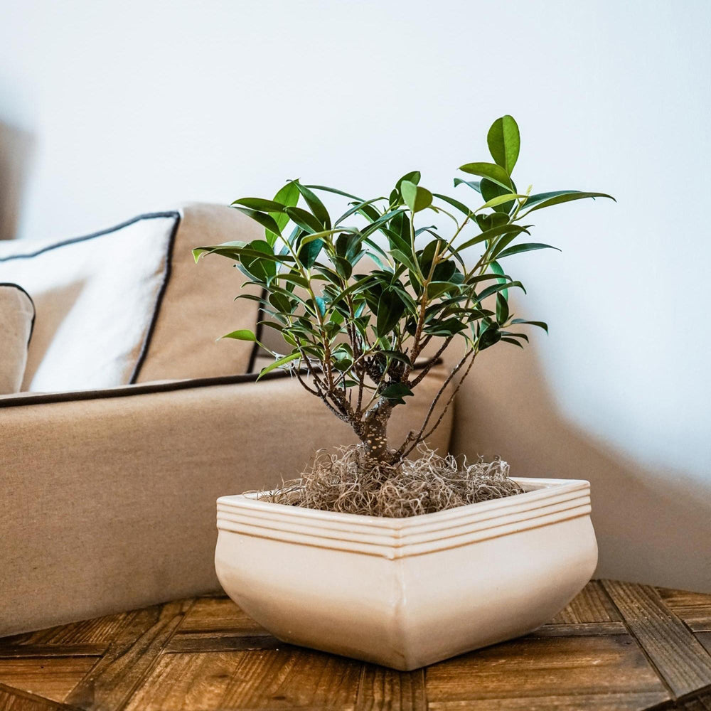 Product photograph of Ivyline Set Of 2 Square Bonsai Planter Cream from Olivia's.