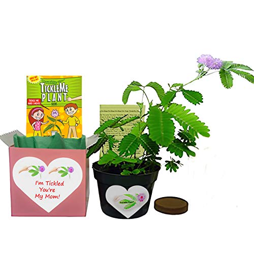 Best Indoor Plant Gift For Besti