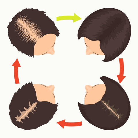 hair growth cycle