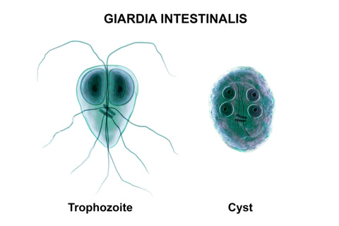 Giardia Health Risks