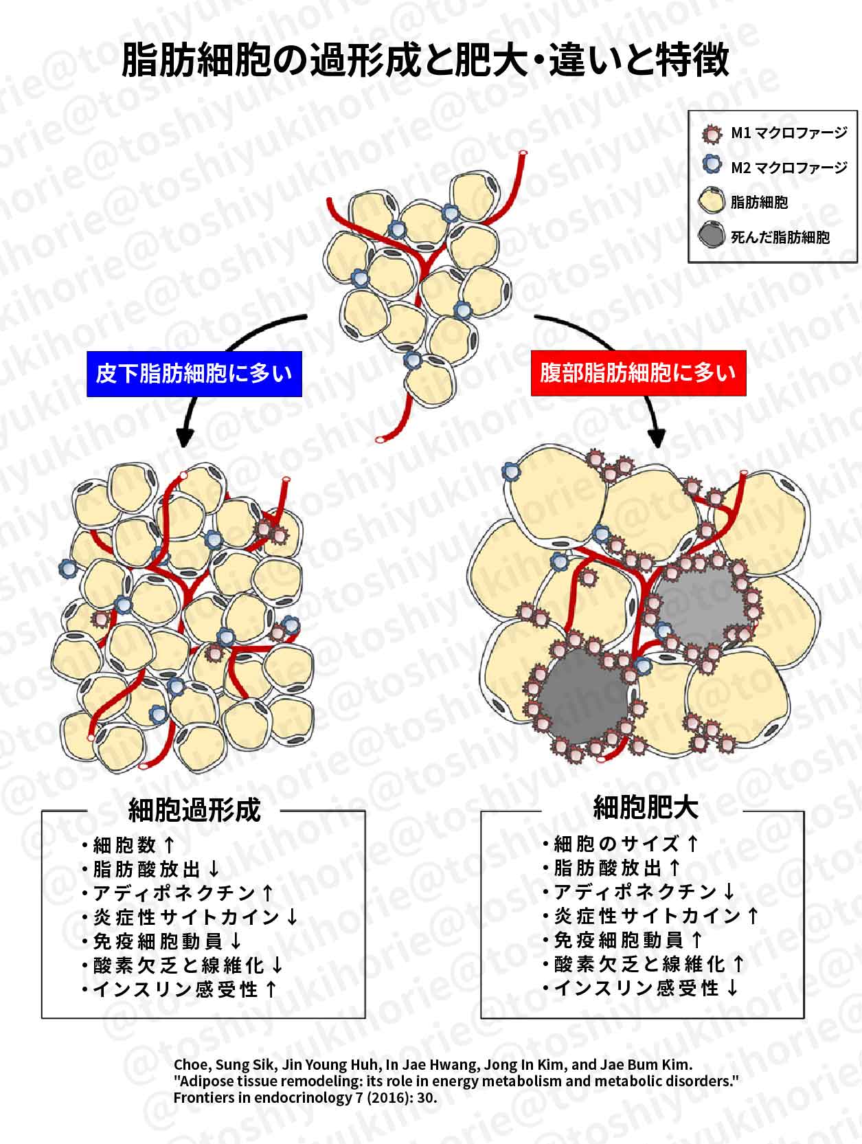 Adipose Tissue