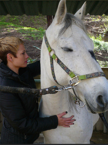 Jodi Rawlins MSPT working on Horse