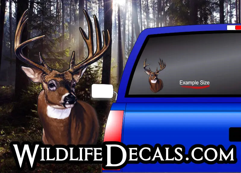 whitetail head mount deer buck decal