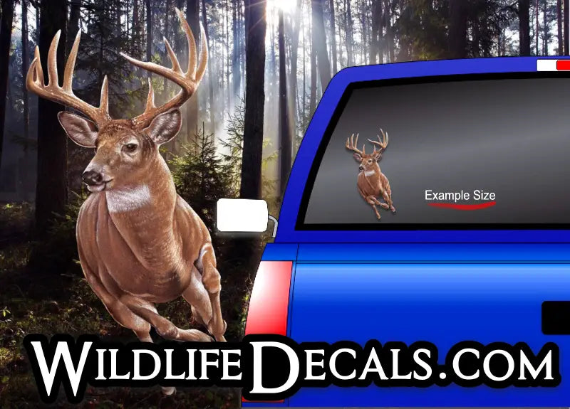 whitetail buck deer decal