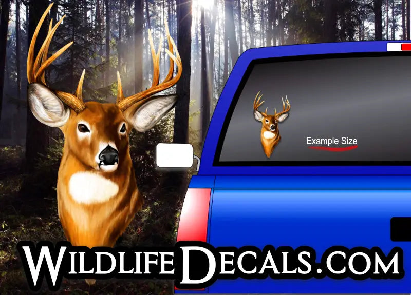 whitetail deer buck head decal