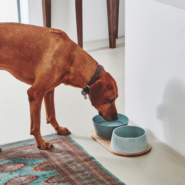 proselect dog bowl