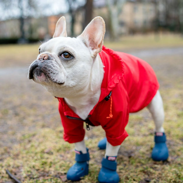 Rubber Dog Rain Boots in Cherry Red 