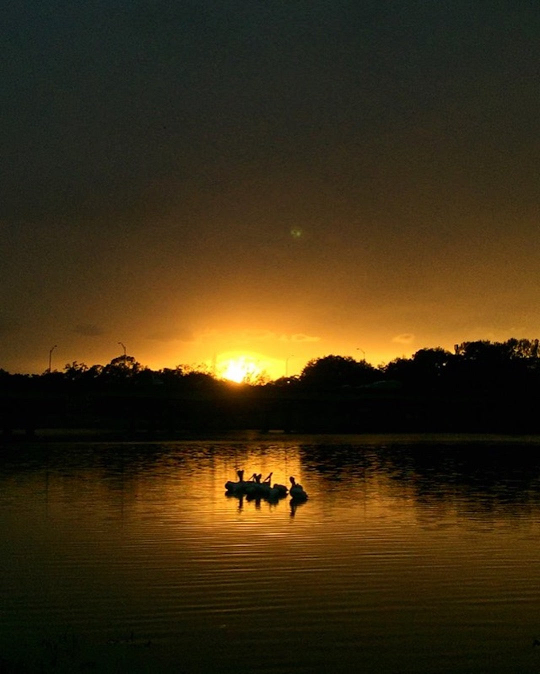 Pelicans on the Lake in Baton Rouge, Louisiana at Sunset