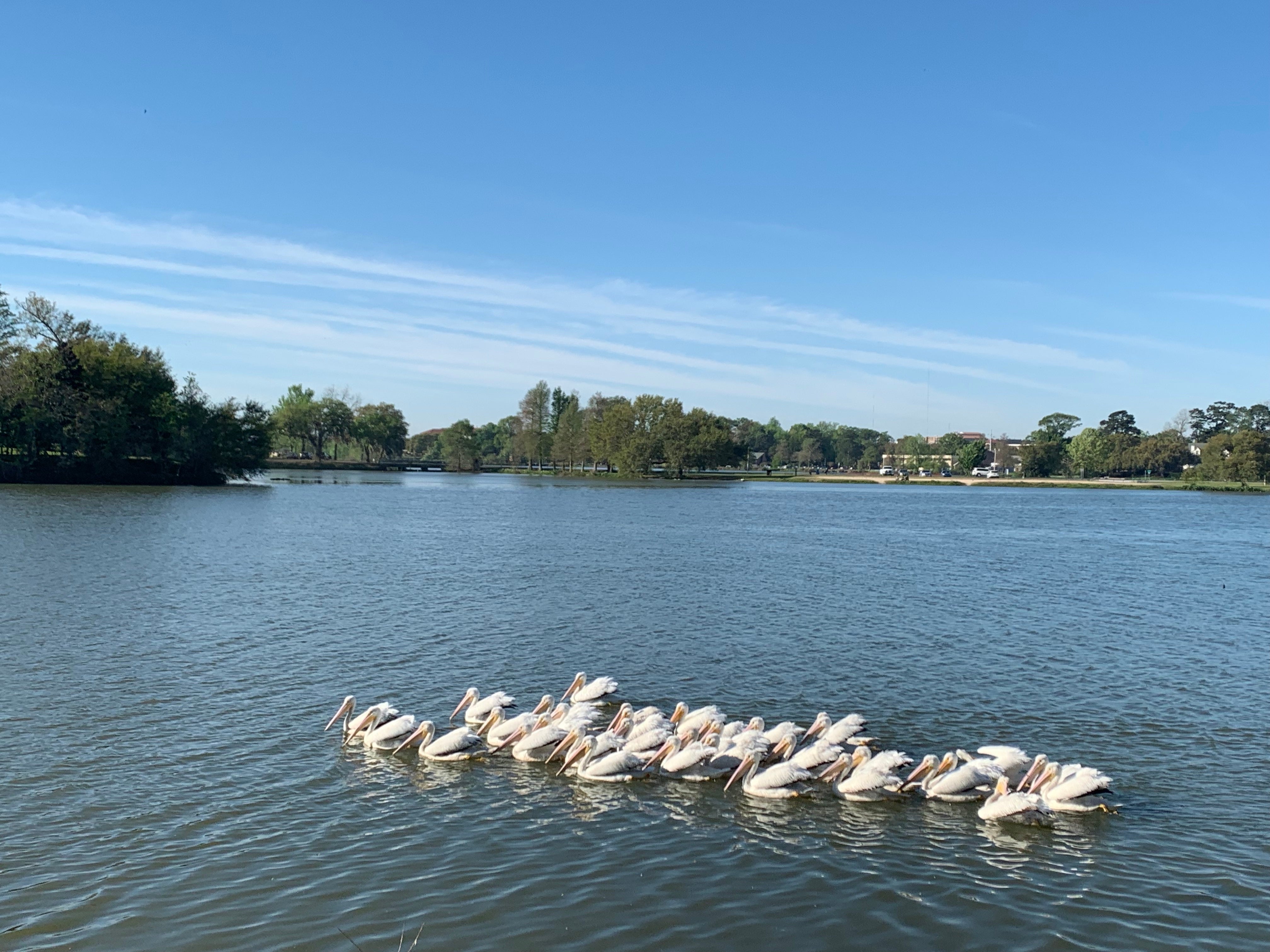 Pelicans on the Lake in Baton Rouge, Louisiana