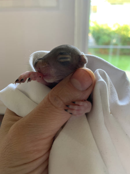 Madeline Ellis Holds An Orphaned Baby Squirrel