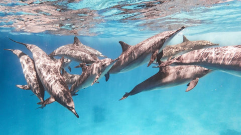 dolphins swimming in ocean
