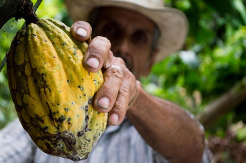 Farmer harvesting a cacao fruit.