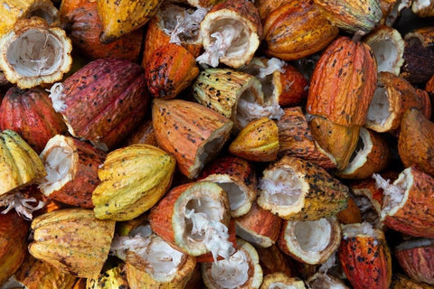 Harvested cacao fruits.