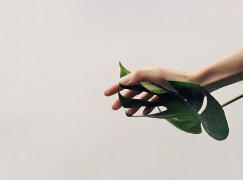 Hand holding green palm leaf