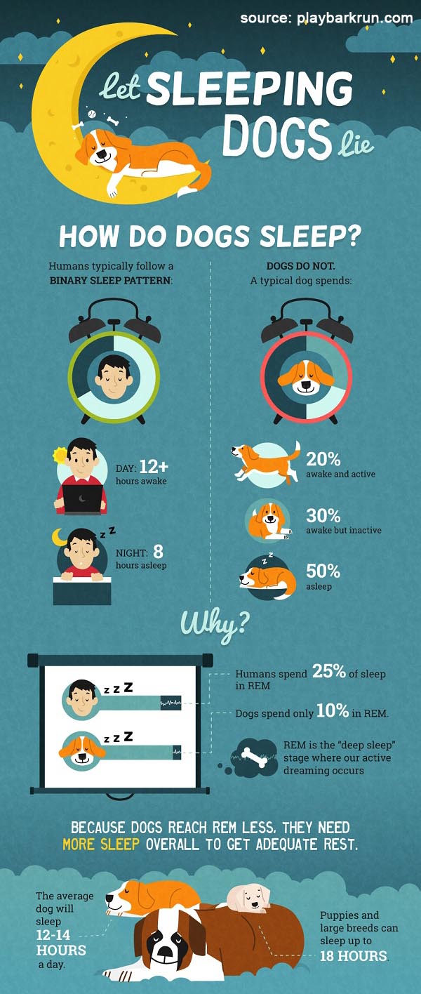 infographic, how do dogs sleep