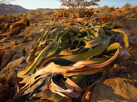 namib desert plants