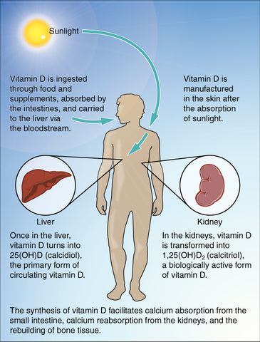 how vitamin d is converted in our bodies