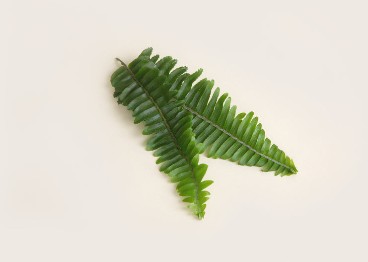 polypodium leucotomos fern 