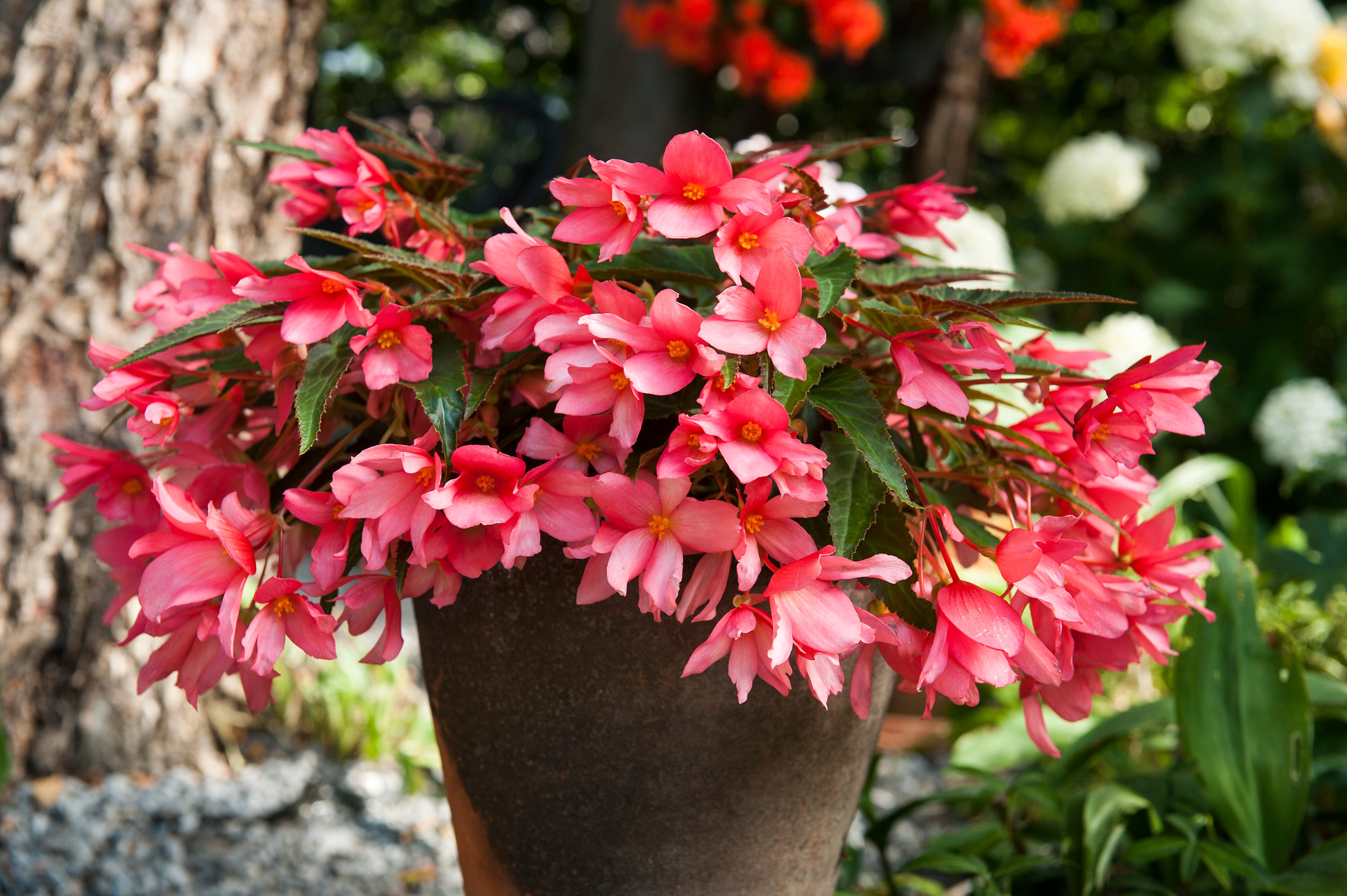 Begonia Bulbs | Top Size, High Quality Tubers – Wildwood Outdoor Living