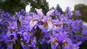 close up of purple Dutch irises 