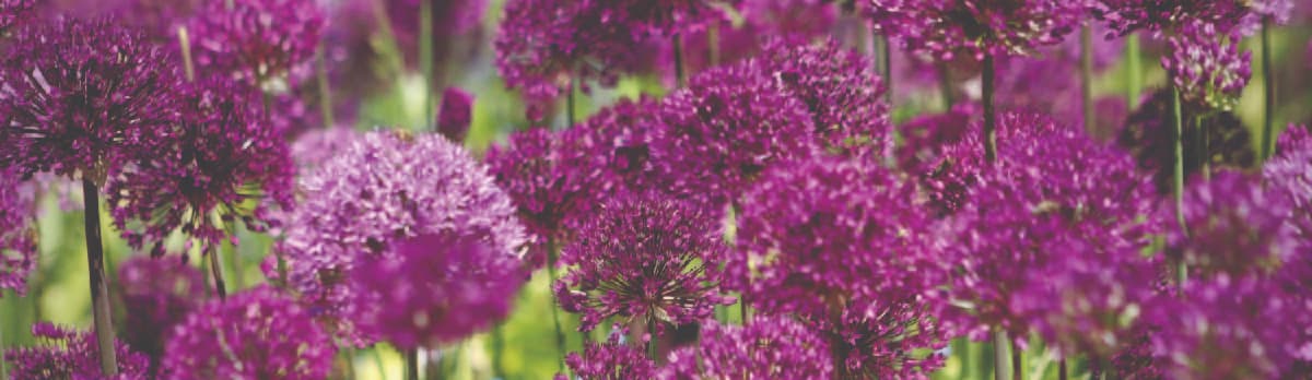 Alliums