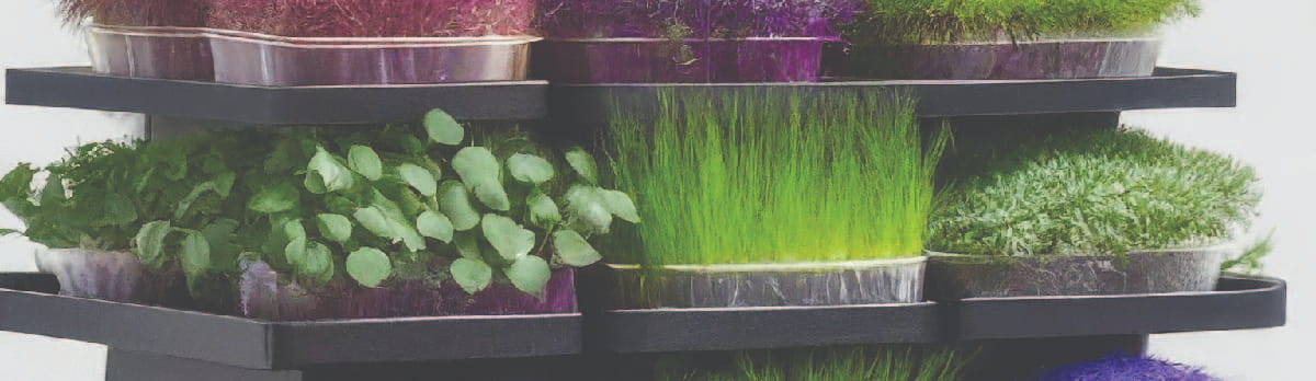 Vertical Garden with Microgreens