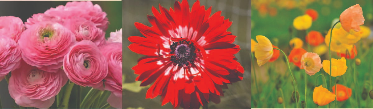 3 Spring flowers, Ranunculus, Anemone, and Poppy