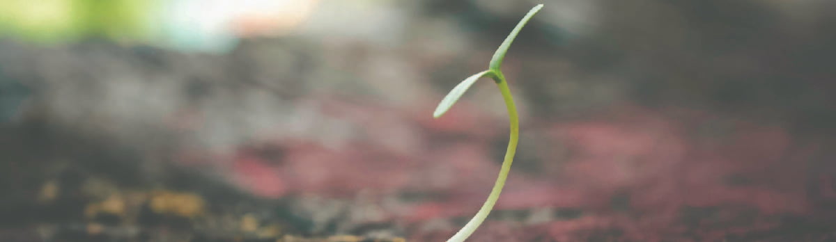 Seedling Sprouting