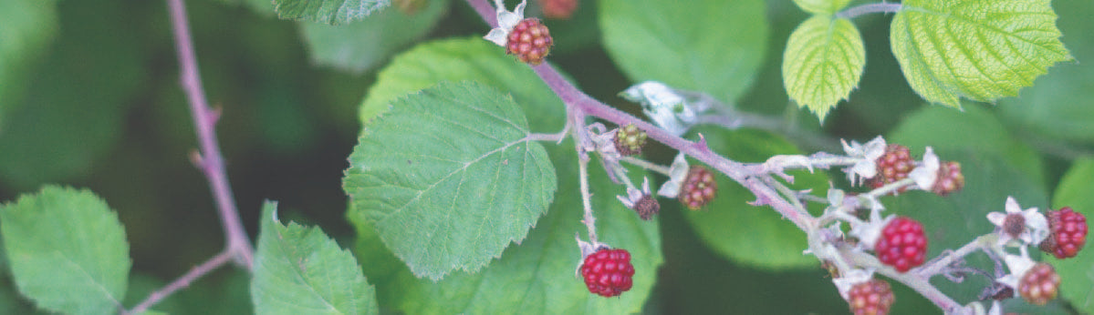 Raspberries on a Bush