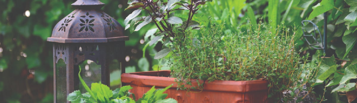 small container garden