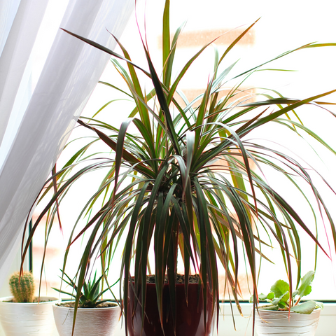 Dracaena Magento Dragon Tree